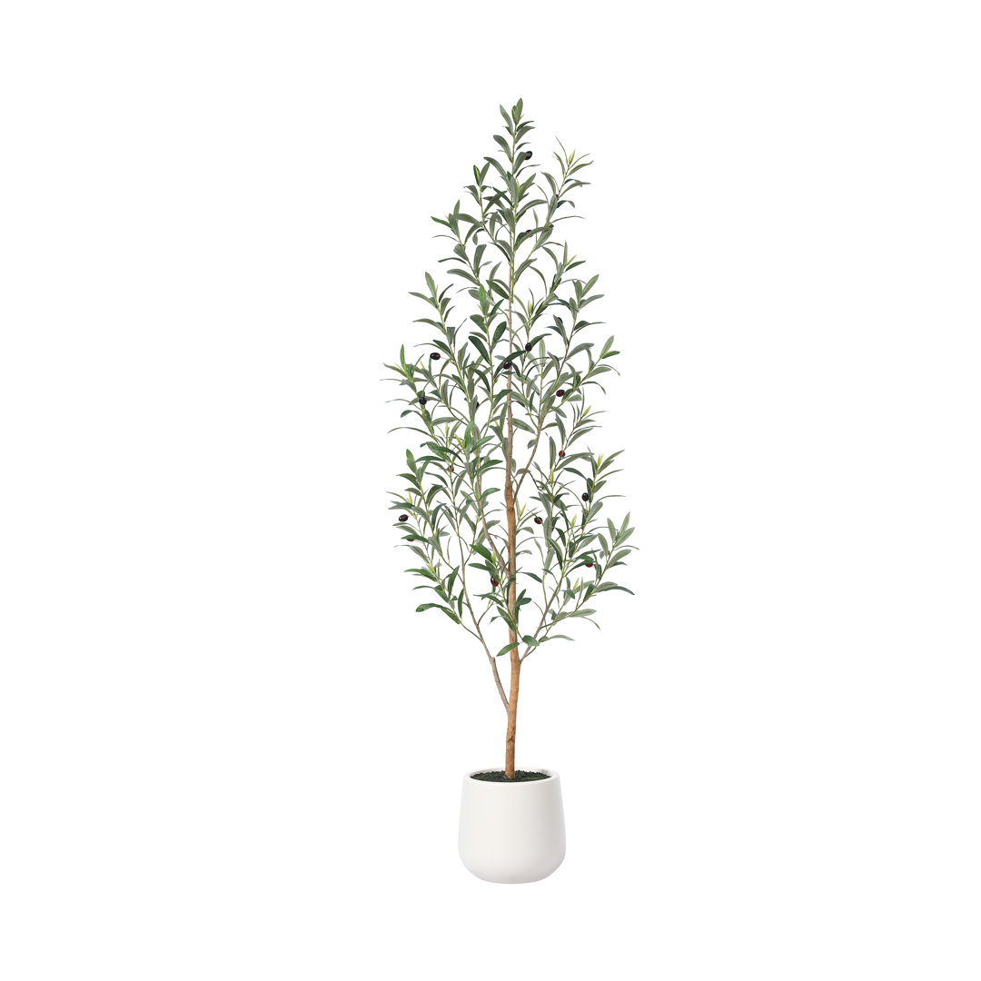 Adcock Olive Tree in Pot
